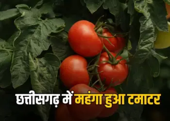 CG Tomato Price Hike