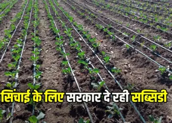 CG Drip Irrigation System