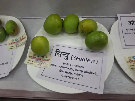 Sindhu Mango