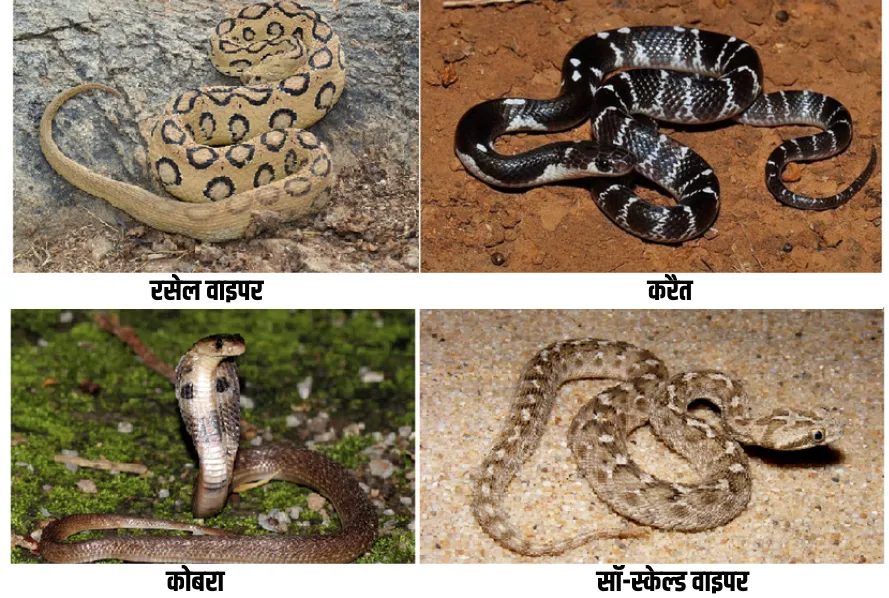 most venomous snakes in India