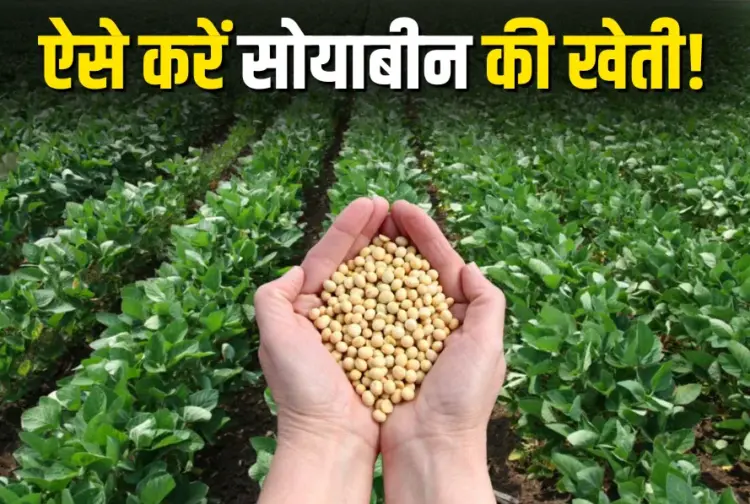 Soybean Farming