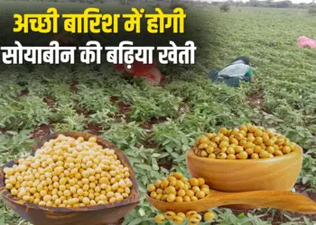 Soybean Varieties