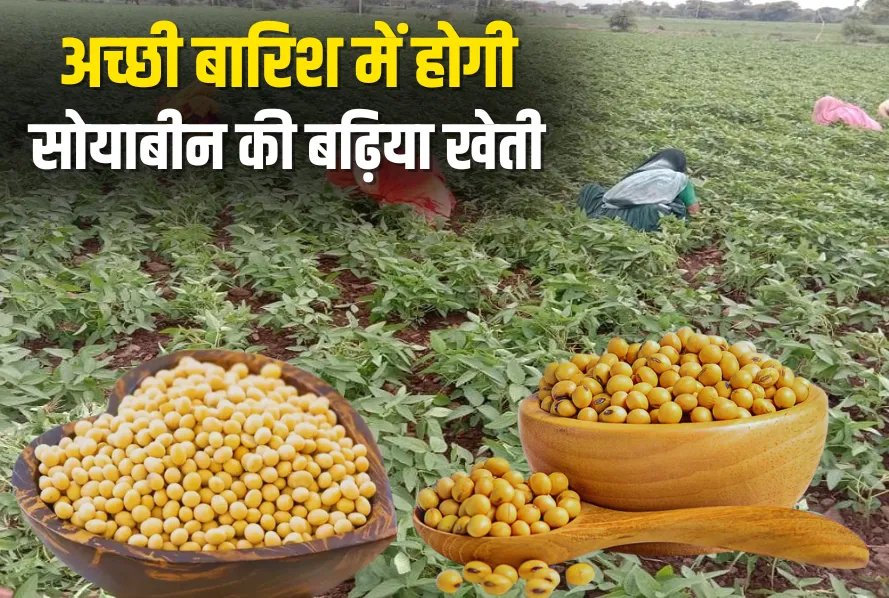 Soybean Varieties