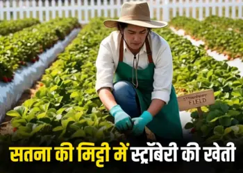 Strawberry Farming Success Story
