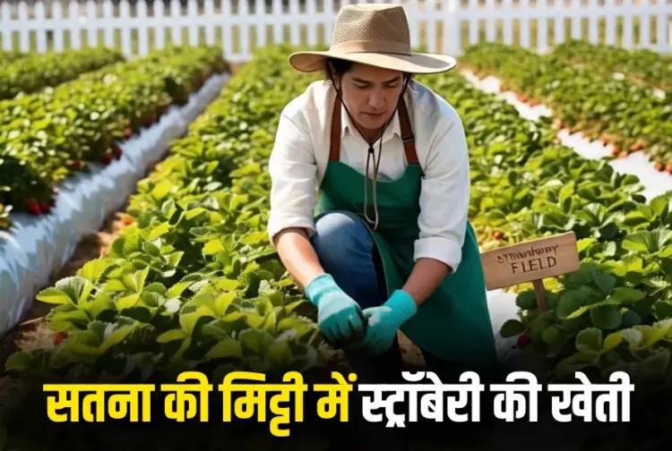 Strawberry Farming Success Story
