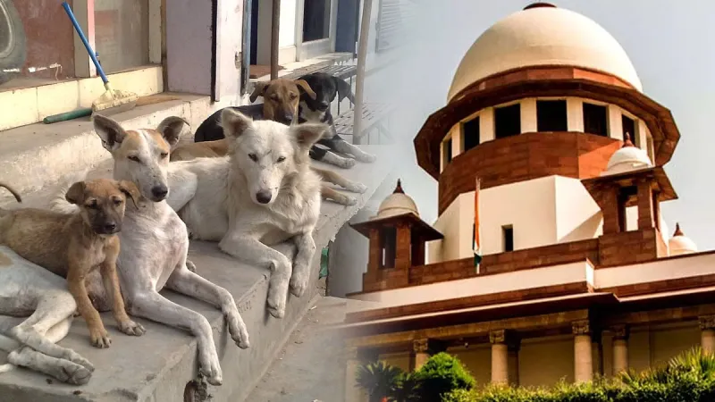 Street Dogs supreme court news