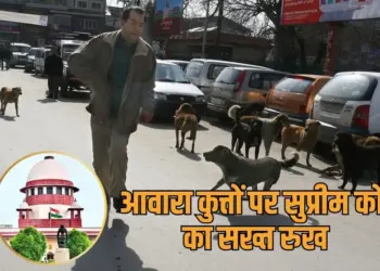 Supreme Court Order on stray dogs Delhi government shift stray dogs shelter homes zxc