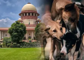 Supreme-Court-Stray-Dog