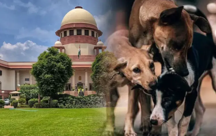 Supreme-Court-Stray-Dog