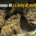 ganja taskar