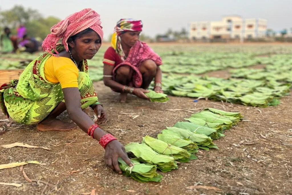 Chhattisgarh (CG) Charan Paduka Yojana Relaunch Tendupatta