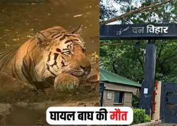 Tiger Chhota Bheem Death Bhopal