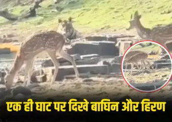 Tiger and Deer Viral Video