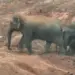 Raigarh Elephant Attack:
