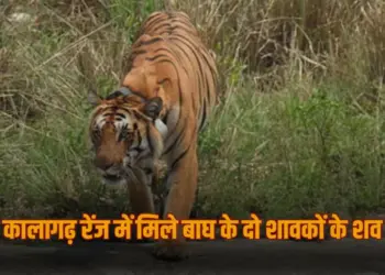 UP Bijnor Tigress two tiger cubs found dead zxc