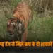 UP Bijnor Tigress two tiger cubs found dead zxc