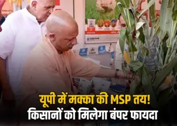 _UP Government buy maize from farmers at MSP Rs 2225 per quintal hindi news zxc