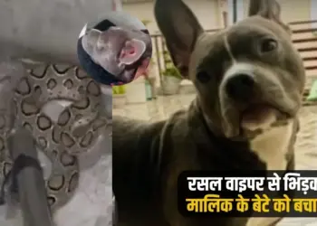 UP Meerut Mini mini dog saved owner son sacrificing life bitten 26 times zxc ..'