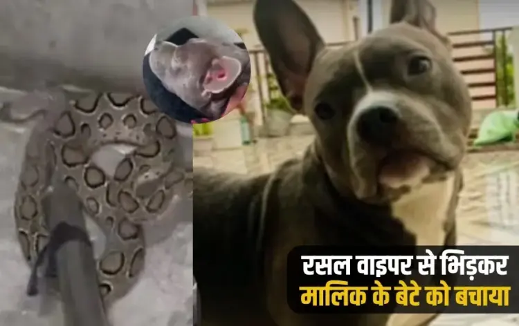 UP Meerut Mini mini dog saved owner son sacrificing life bitten 26 times zxc ..'
