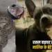 UP Meerut Mini mini dog saved owner son sacrificing life bitten 26 times zxc ..'
