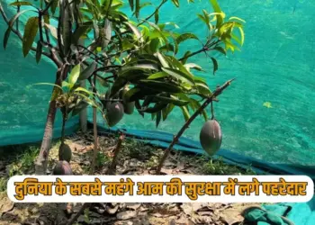 UP Varanasi farmer grew Miyazaki mango worth lakhs rupees zxc