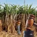 Allahabad High Court sought response UP Government Kesar Mill 170 crore arrears zxc