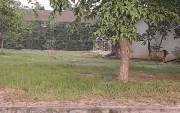 Gorakhpur Zoo Wildlife Summer Cooling Treatment