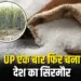 Uttar Pradesh Sugar Production 2025