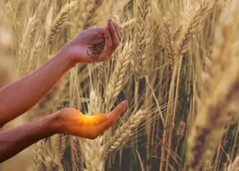 Varanasi Gehu Kharidi Growth Record Yogi Adityanath Farmer
