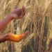 Varanasi Gehu Kharidi Growth Record Yogi Adityanath Farmer