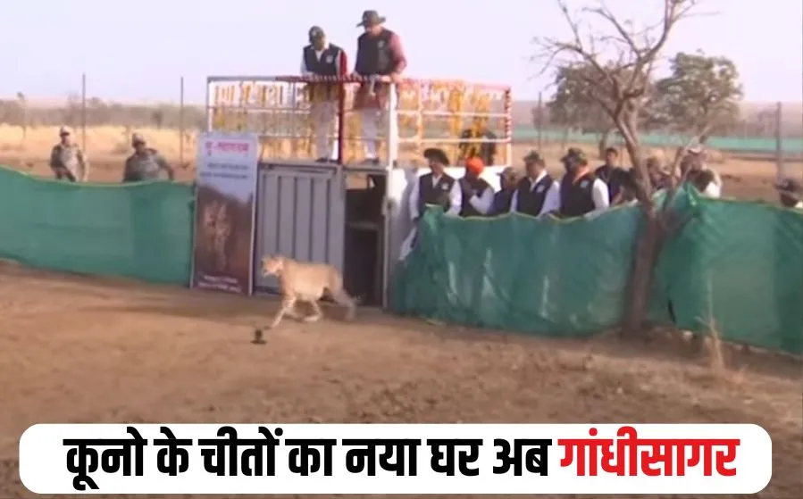 Cheetah Project GandhiSagar Sanctuary