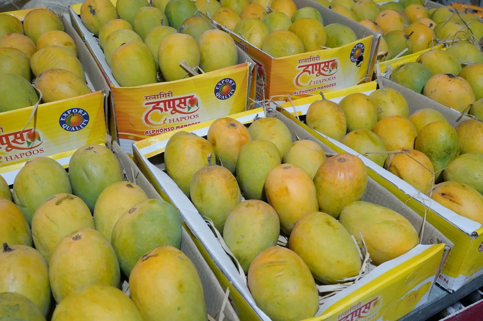 ratnagiri hapus aam sale bhopal