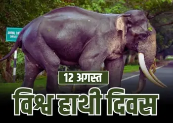 World Elephant Day 12 august