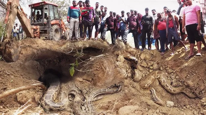 Snakes are more dangerous in rural areas