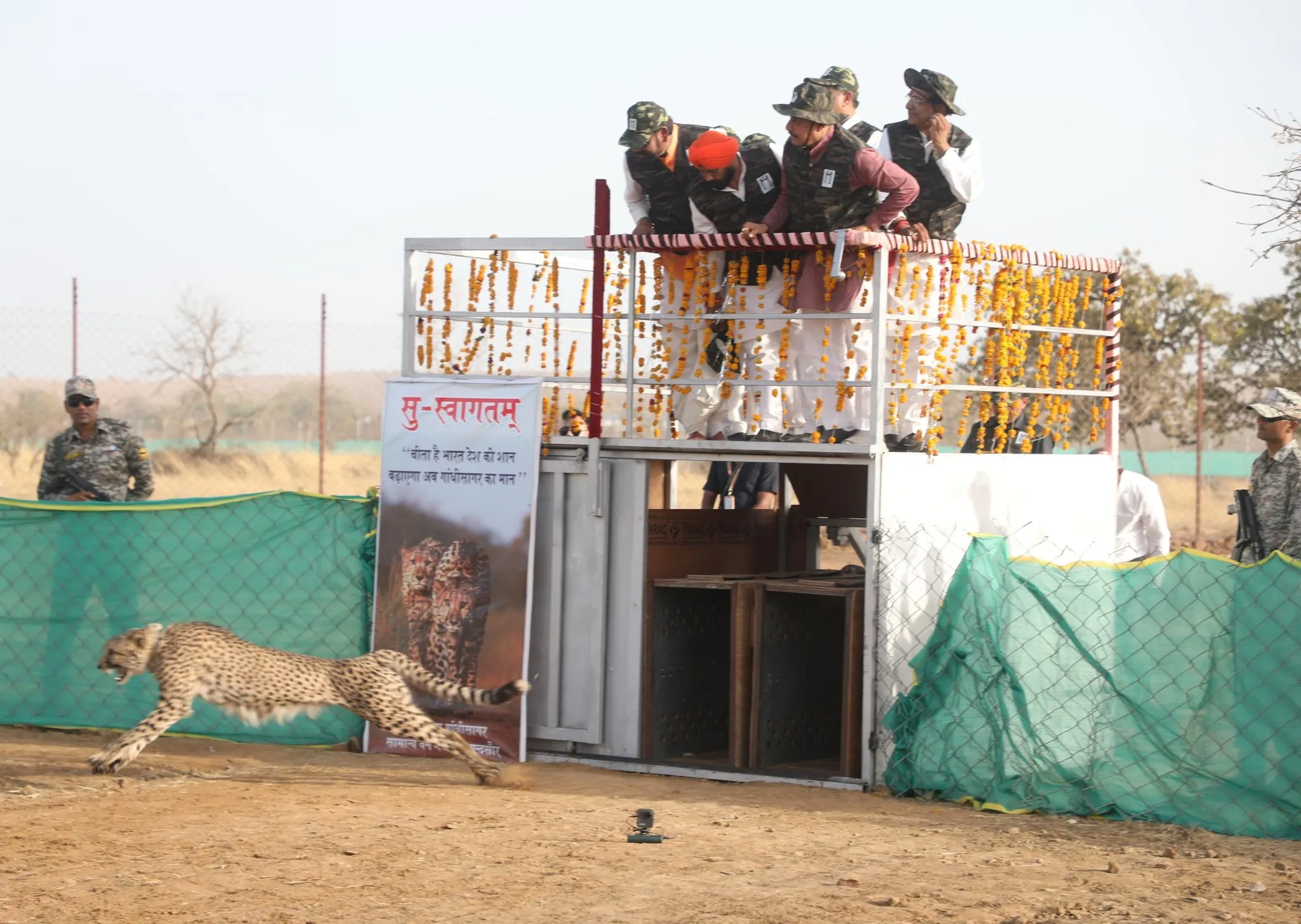 Cheetah Project GandhiSagar Sanctuary 1