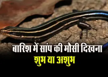Barish-me-Saanp-ki-Mausi-ka-dikhan-shubh-ya-ashubh.Astrology-Hindi-news