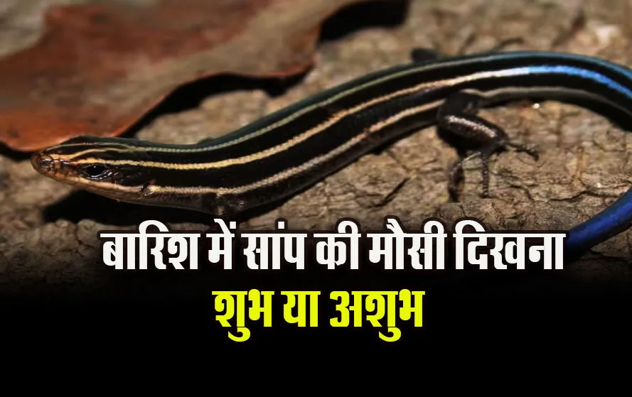 Barish-me-Saanp-ki-Mausi-ka-dikhan-shubh-ya-ashubh.Astrology-Hindi-news