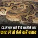 Chhattisgarh Snake Species