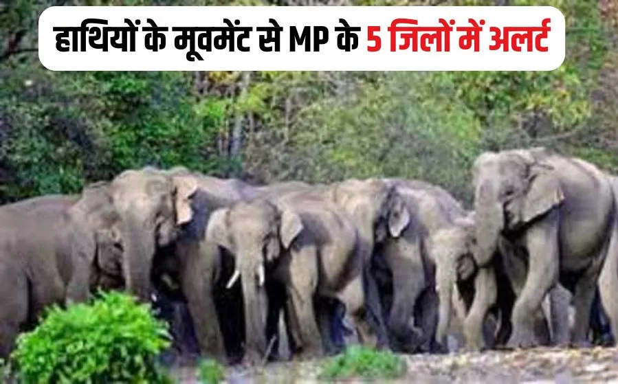 MP Elephant Movement Alert
