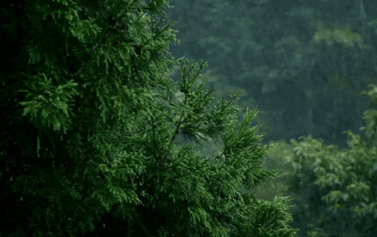 Monsoon 2025