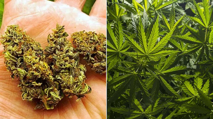 Cannabis-Ganja