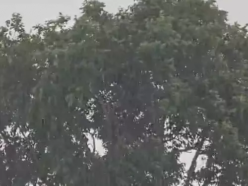 CG Weather News Update