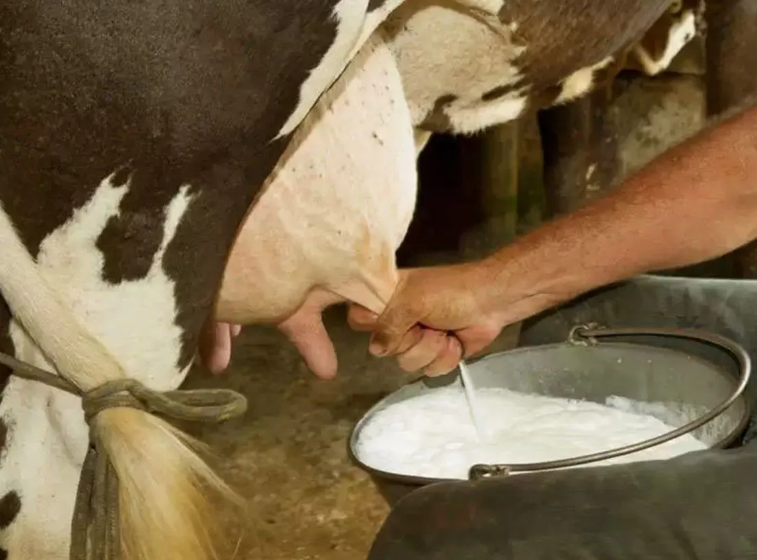 cow milk