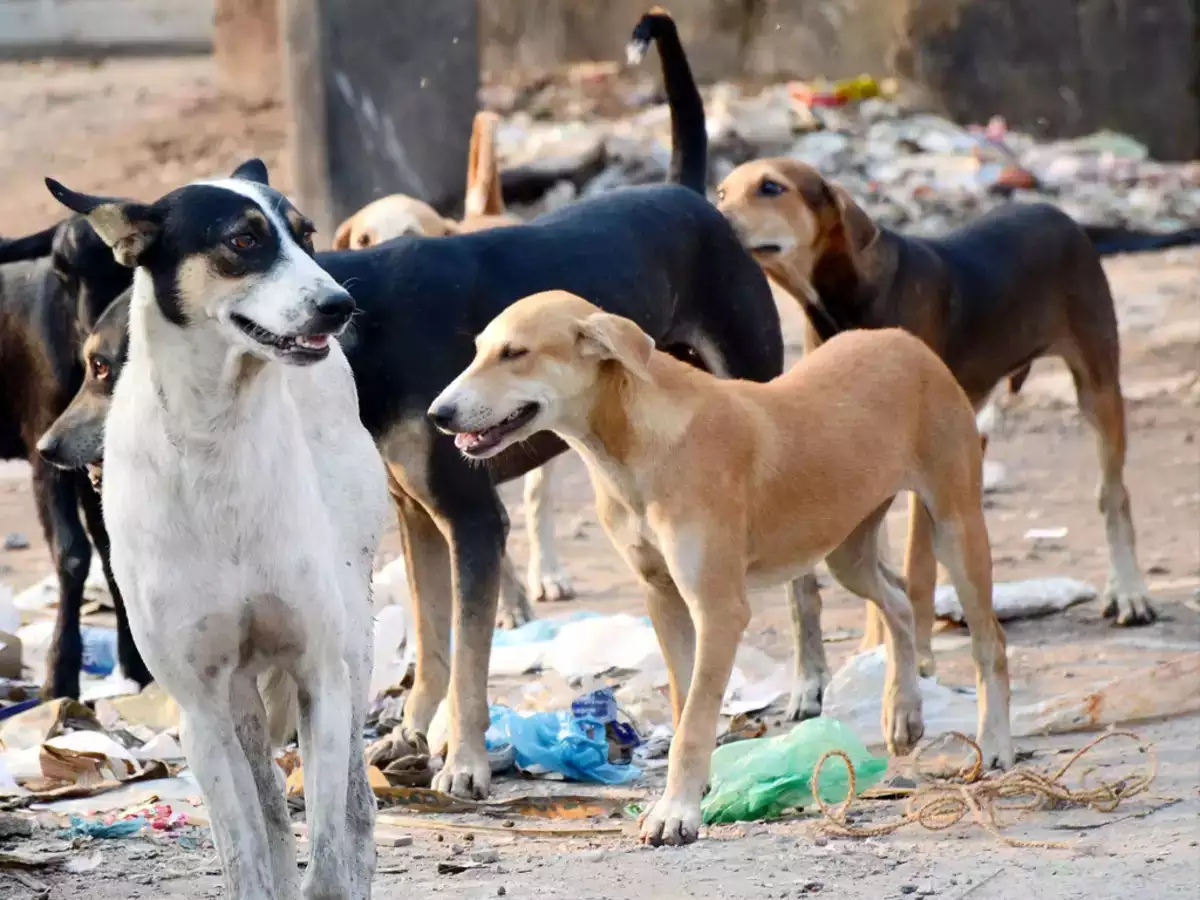 dogs indore