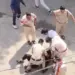 Narsinghpur Video Viral Kareli Police Vyapari Maarpeet TI hindi news