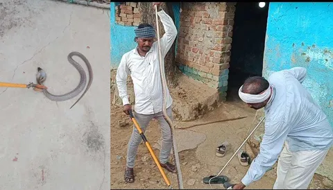 CG Mungeli Snake Rescue Campaign Helpline Number