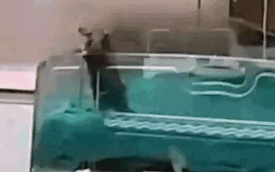 indore-my-hospital-neonatal-deaths-rat-bite-case-highcourt-action hindi news zxc (1)