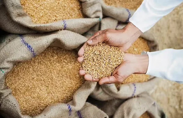 MP Wheat Purchase On MSP: मध्यप्रदेश में 1 मार्च से नहीं 15 मार्च से एक साथ  होगी गेहूं खरीदी, सीएम मोहन यादव का फैसला