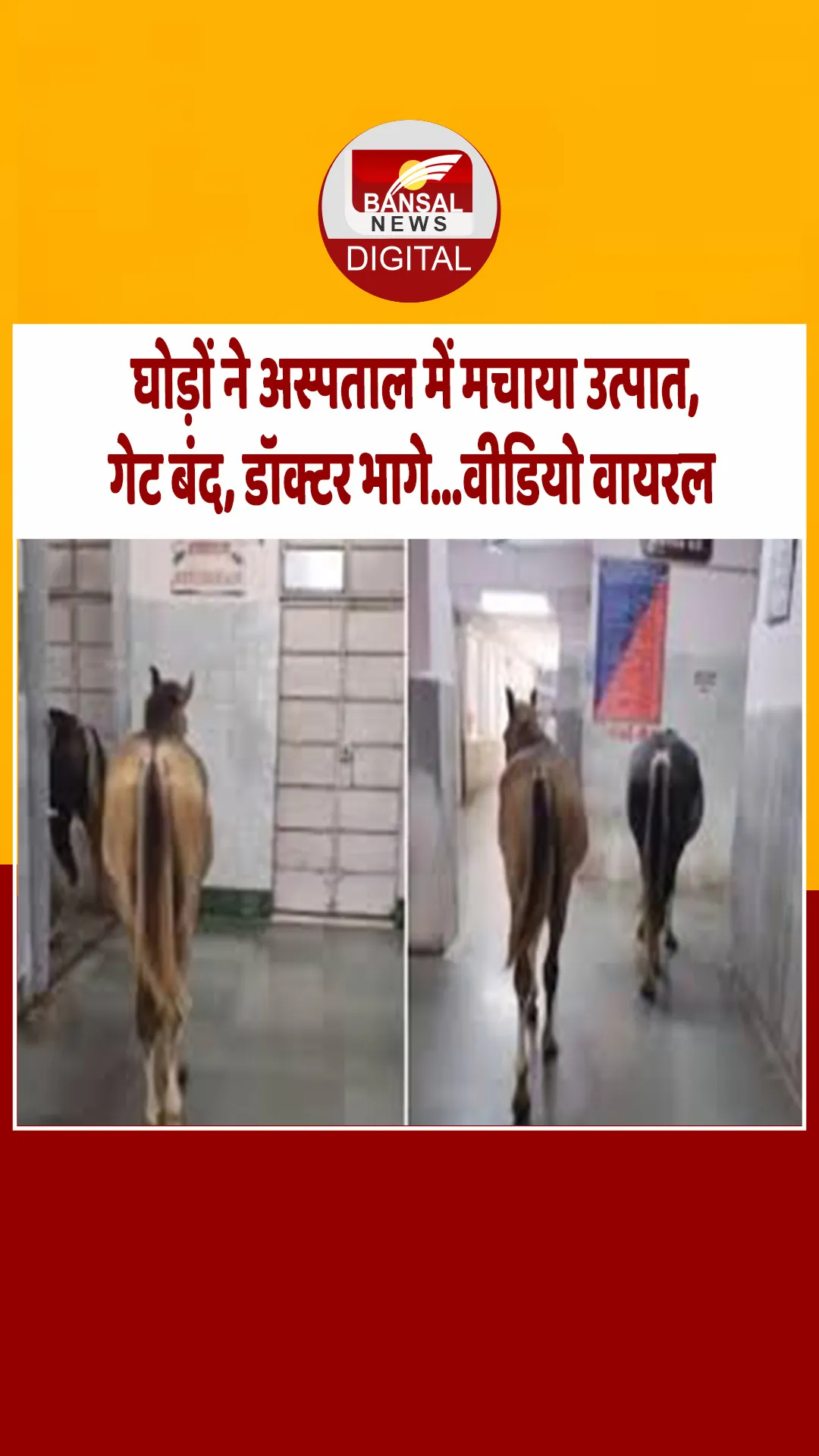 झांसी रेलवे अस्पताल बना रेसकोर्स, इंसान नहीं, ‘घोड़ों’ की मौज हो रही है, मरीज और डॉक्टरों में मचा हड़कंप