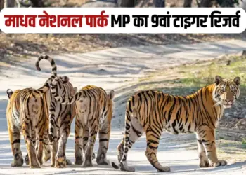 Madhav National Park Tiger Reserve